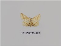 藏品(尺蛾280)的圖片